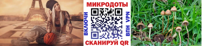 купить   Коломна  Псилоцибиновые грибы Psilocybine cubensis 